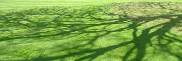 lawn